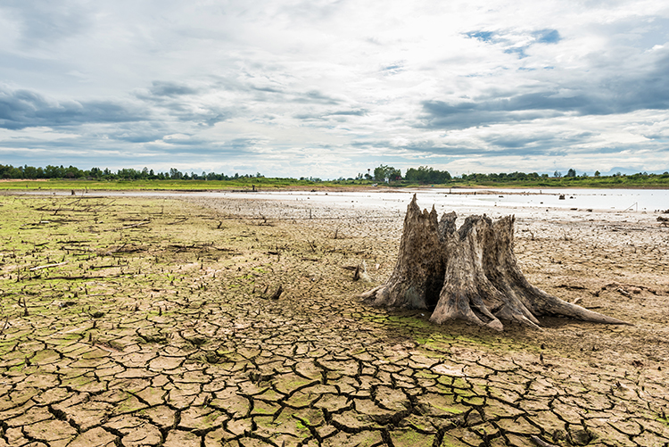 dried water bed with a dead tree